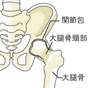股関節付近の骨